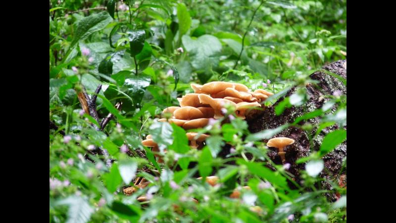 2010-08-17-mushrooms