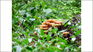 2010-08-17-mushrooms
