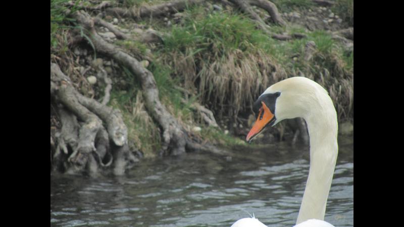2012-04-09-swan