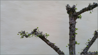 2019-04-15-wall_with_tree